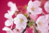 istockphoto_2857329_close_up_of_cherry_blossoms.jpg