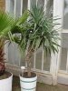 Yucca_aloifolia0.jpg.cf.jpg