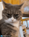 suspense-suspicious.gif