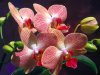 Flowers_-_Orchids.jpg
