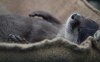 Otter-Sleep-600x960.jpg