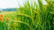 green-nature-unripe-wheat-309wmjrbq3hqz8af.jpg
