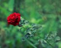 HD-wallpaper-green-garden-red-rose-summer-ultra-nature-flowers-flower-summer-green-garden-rose...jpg