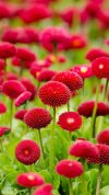 papers.co-nh68-flower-red-green-spring-bokeh-nature-34-iphone6-plus-wallpaper.jpg