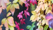 desktop-wallpaper-virginia-creeper-purple-leaves-blur-background-macro-thumbnail.jpg