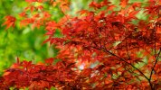 desktop-wallpaper-red-maple-autumn-leaves-tree-branches-in-green-blur-bokeh-background-nature.jpg