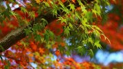 desktop-wallpaper-green-red-maple-leaves-tree-branches-blur-bokeh-background-nature-thumbnail.jpg