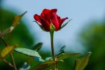 a-red-rose-against-a-blue-sky-beauty-of-nature-free-photo.jpg