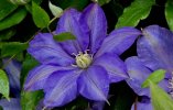 clematis_michelle-nowak.jpg