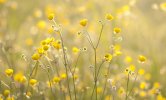 yellow-wildflowers-floral-nature-canvas-print-wall-art.jpg