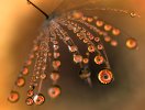 water-droplets-macro-7.jpg