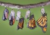 butterfly-transformation.jpg
