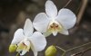 orchids-dsc00917.jpg