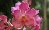 orchids-dsc02957.jpg