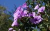 flowers-dsc00774.jpg