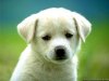 cute-puppy-dog-wallpapers.jpg