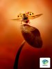 ladybird-mushroom_repro.jpg