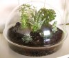 atla103107_terrarium1.jpg