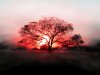 sunset_tree_wallpapers_1152x864.jpg