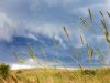 grass_rain_storm_1024x768.jpg