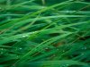 grass_blades_1024x768.jpg