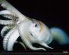 giant-squid-close-up-760231-xl.jpg