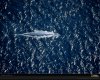 blue-whale-aerial-656153-xl.jpg