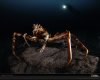 giant-spider-crab-418877-xl.jpg