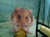 Hamster.jpg