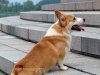 wallcoo.com_Pembroke_Welsh_Corgi_picture_85485.jpg