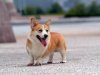 wallcoo.com_Pembroke_Welsh_Corgi_picture_85488.jpg