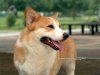 wallcoo.com_Pembroke_Welsh_Corgi_picture_85496.jpg