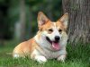 wallcoo.com_Pembroke_Welsh_Corgi_picture_85504.jpg