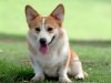 wallcoo.com_Pembroke_Welsh_Corgi_picture_85509.jpg