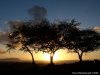 100_6023-sunrise-trees.jpg