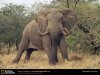 african-elephant-standing.jpg