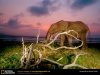 african-elephant-sunset.jpg