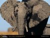 african-elephant-mud.jpg