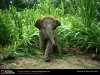 asian-elephant-baby.jpg