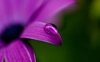 water-drop-on-purple-flower-desktop-wallpaper-1440x900.jpg