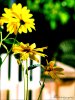 Daisies_by_KCELphotography.jpg