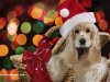 puppysanta-1024.jpg