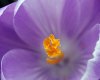 Purple-Crocus-Petals.jpg