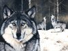 Copy of wolves_1280_960.jpg