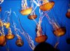 JellyFish.jpg