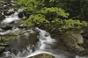 Stream, Great Smoky Mountains National Park, Tennessee.jpg