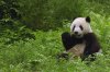 Giant Panda Eating Bamboo, Wolong Reserve, Sichuan Province, China.jpg