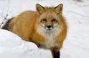 Red Fox in Snow, Montana.jpg