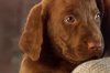 Chocolate Lab Puppy.jpg