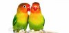 lovebird1.jpg